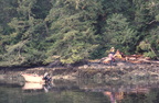 Trailhead, Clayoquot Valley Witness Trail