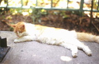 Hemingway House cat