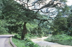 Jamaica