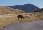 Montana
