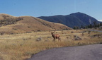 Montana
