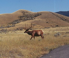 Montana elk